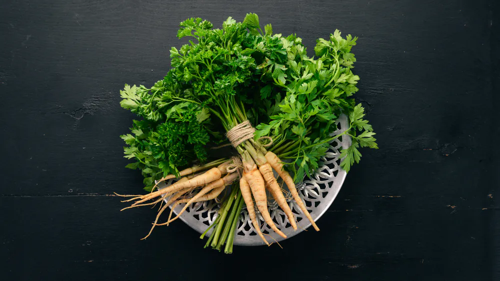 You are currently viewing Pietruszka – właściwości zdrowotne i wartości odżywcze